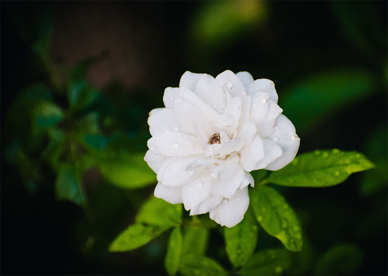 цветок стевии